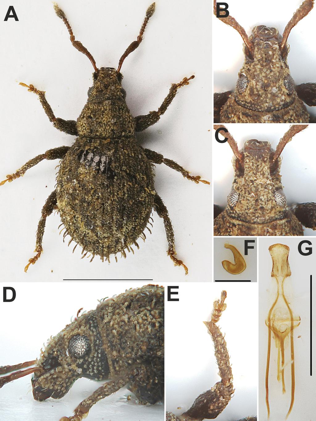 Acta Entomologica Musei Nationalis Pragae, 57(2), 2017 665 Fig. 8. Epistomius natalensis sp. nov.