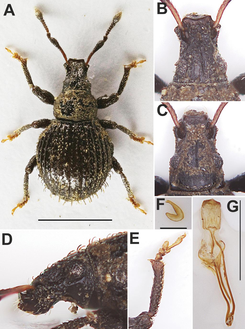 670 BOROVEC & SKUHROVEC: New genus of African Trachyphloeini (Curculionidae) Fig. 10. Epistomius niger sp. nov.