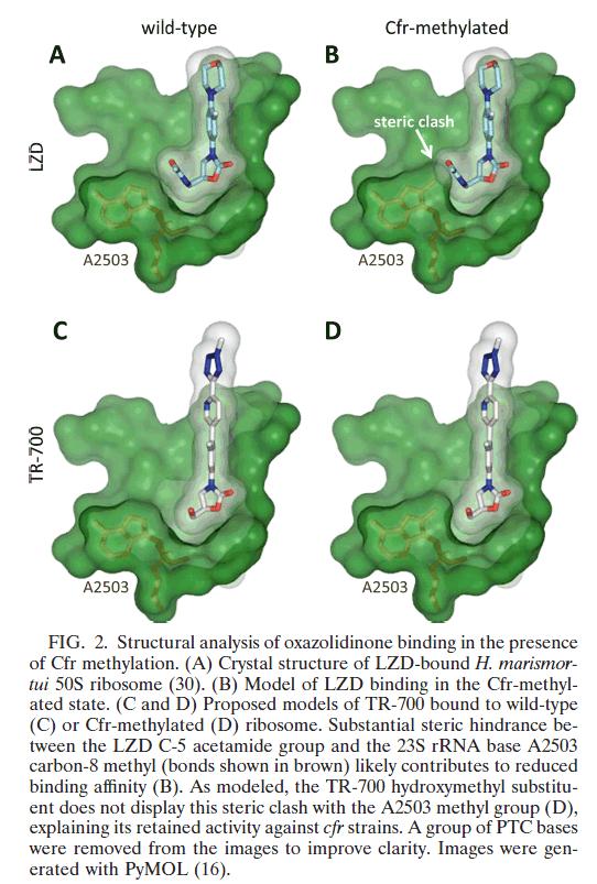 Why is tedizolid active against LZD R strains (cfr)? O O N N O H N O F LZD O N N N N N N O OH F TR700 Locke et al.