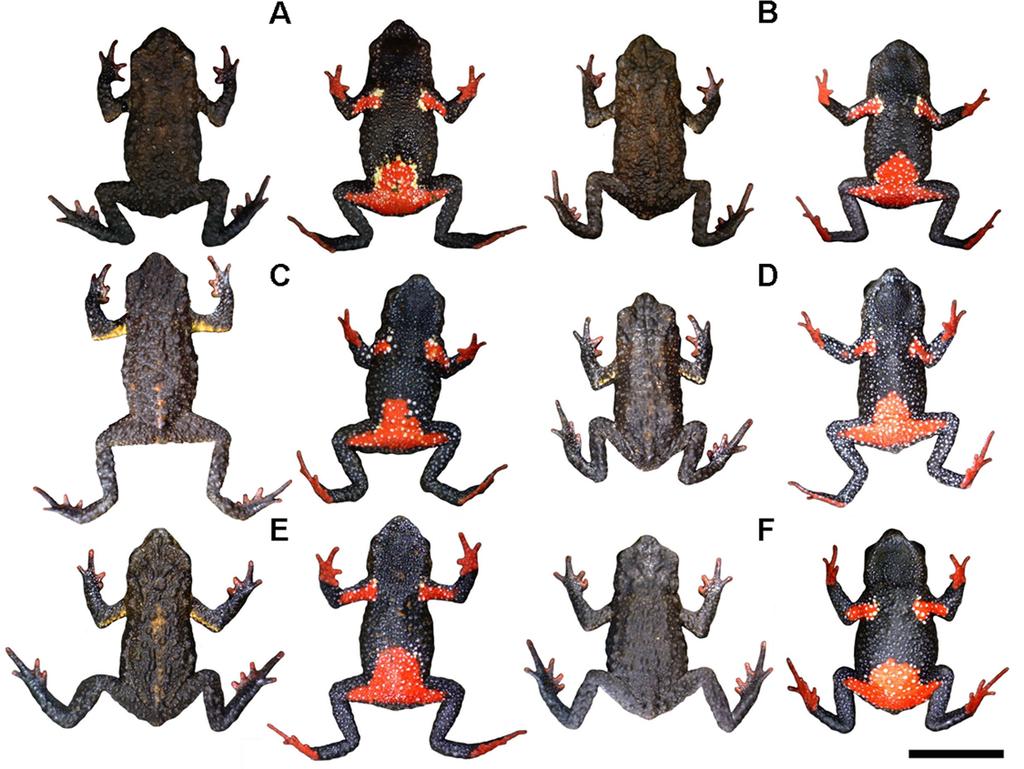 Fig 10. Representative variation in coloration in the type-series of Melanophryniscus milanoi sp. nov., all adult males, alive, in dorsal and ventral view.