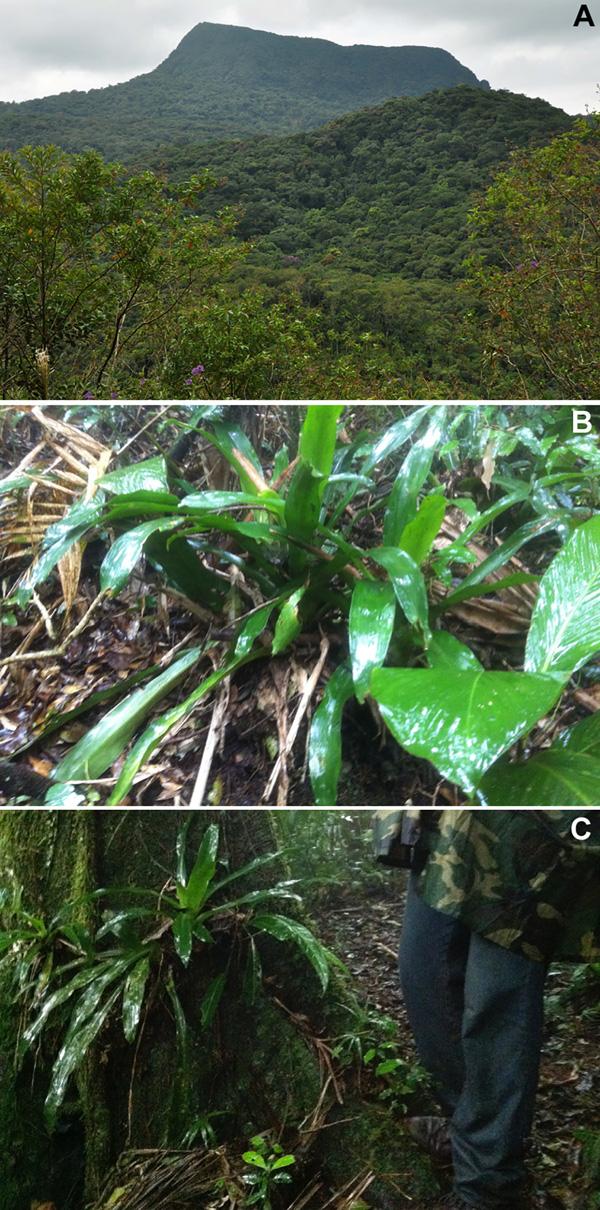 Fig 11. Habitat of Melanophryniscus milanoi sp. nov. A = Type-locality (Morro do Baú, municipality of Ilhota), around the foothills of the mountain in the top of the photograph.