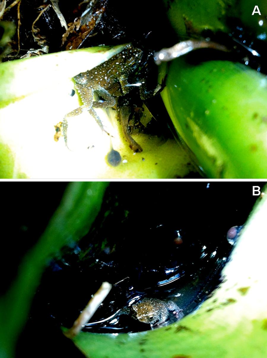 Fig 12. Melanophryniscus milanoi sp. nov. in their habitat. A = pair during amplexus notice the tadpole in the water below.