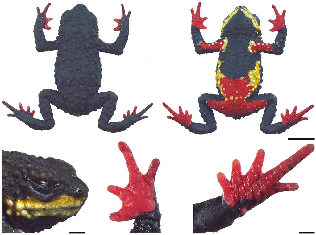 Fig 14. Holotype of Melanophryniscus xanthostomus sp. nov. (DZUP 192), adult males, a few minutes after being fixed. The lower surface of the right hand and right foot are shown on the bottom right.