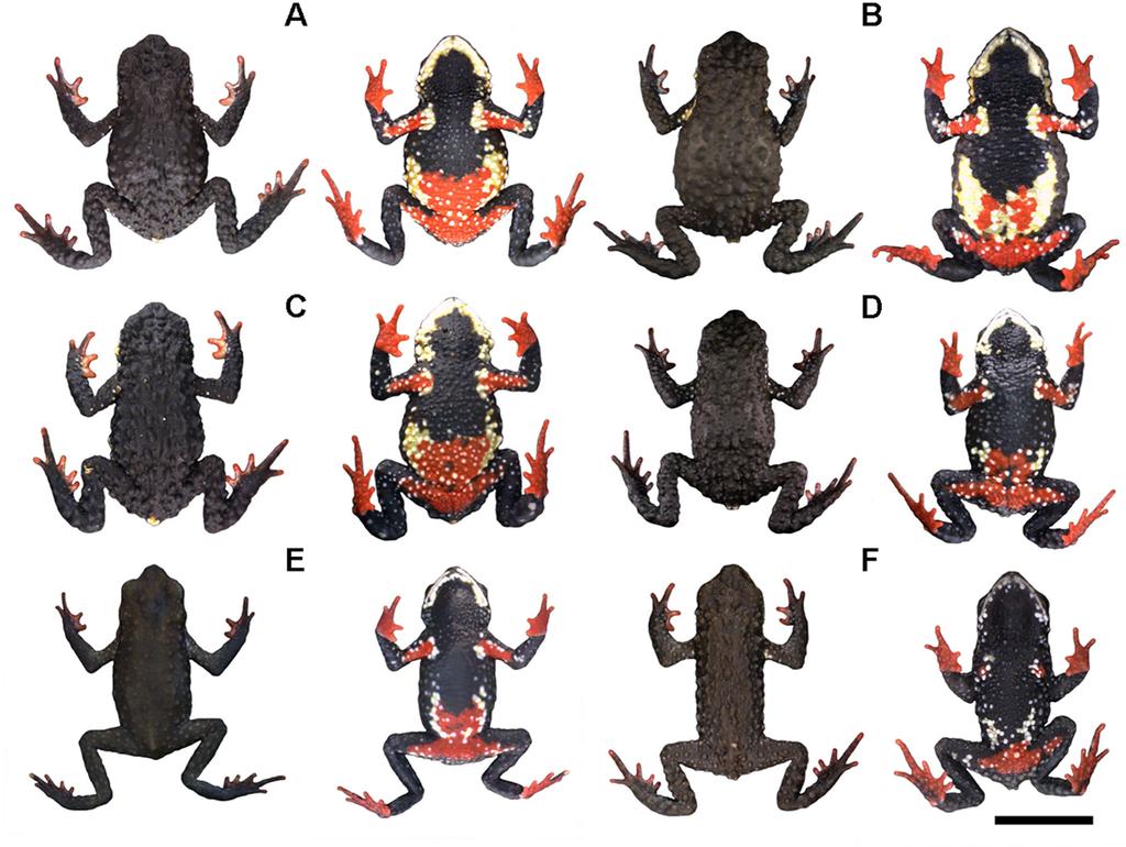 Three New Species of Melanophryniscus Fig 15. Representative variation in coloration in the type-series of Melanophryniscus xanthostomus sp. nov., alive, in dorsal and ventral view.