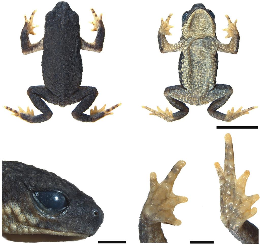 Fig 2. Holotype of Melanophryniscus biancae sp. nov. (DZUP 238), adult male. The lower surface of the right hand and right foot are shown on the bottom right.