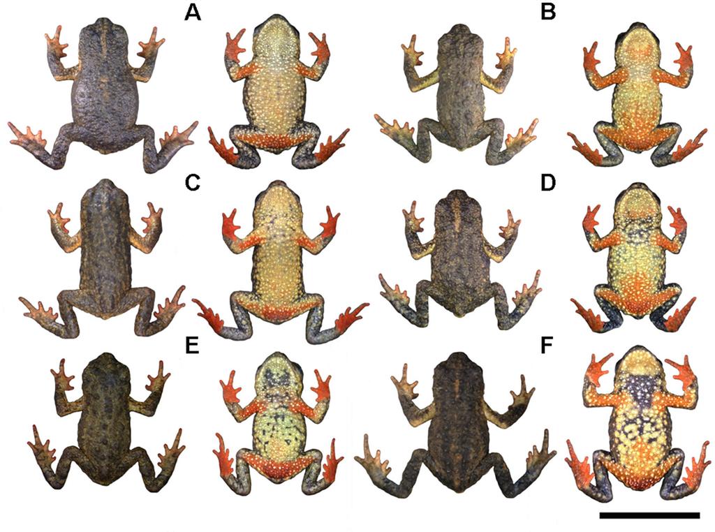 Fig 3. Representative variation in coloration in the type-series of Melanophryniscus biancae sp. nov., all adult males, alive, in dorsal and ventral view.