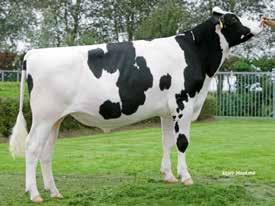2 Daughter proven sires TYPE PROOF (ABV August 2017) Overall Type 107 Mammary System 105 Stature 108 Udder Texture 103 Bone Quality 104 Angularity 104 Muzzle Width 94 Body Depth 100 Chest Width 97