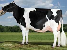 High production and improved Daughter Fertility BPI 270 86% TWI 302 85% HWI 206 79% Rear Set 102 Rear Leg Rear View 98 Udder Depth 107 Fore Attachment 110 Rear Attachment Height 103 Rear Attachment