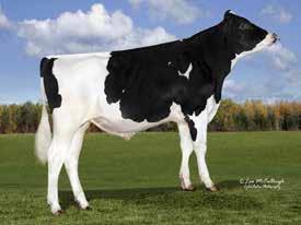 Jon-De Roble 7566 (Based on 153 Daughters in 43 Herds) p # 1 UDC bull top 100 p Only Holstein bull > 3 for UDC & DPR p Moderate, open dairy frames p Over 1000 lbs Milk with extreme health traits TPI
