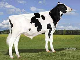 (Based on 0 Daughters in 0 Herds) p Extreme Health sire p CONCEPT PLUS semen fertility sire p High component percentages p Strong frames with exceptional F&L TPI 2740 NM$ 875 AltaROBSON 011HO11778