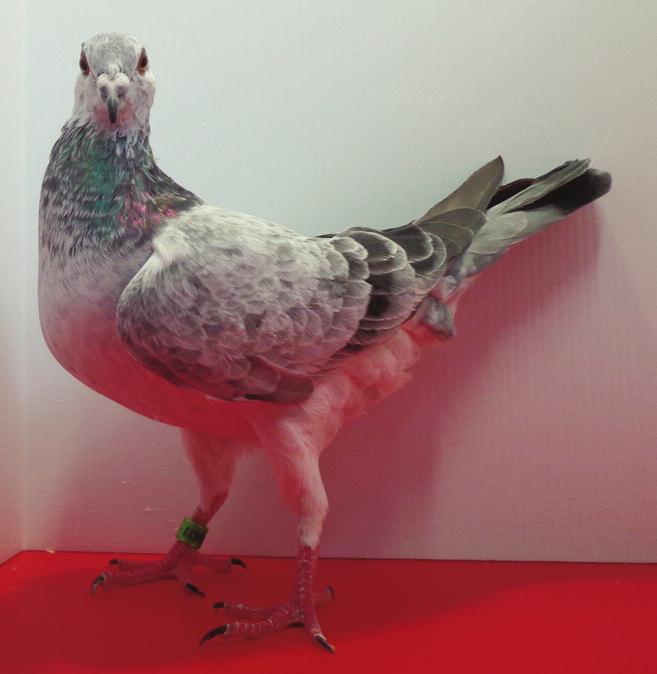 The mother to Olympus is Het Laat from Stefaan Lambrechts and she is from the two best pigeons of 2011 namely De Asduif 11-7149 and 11-7109. DAM 08-6130104 the ten years old hen!