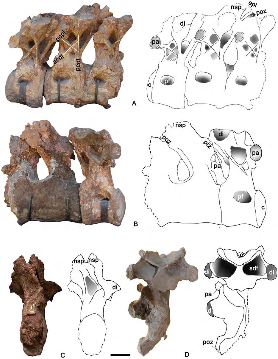 Figure 8. Three articulated caudal dorsal vertebrae of the holotype specimen of Yongjinglong datangi (GSGM ZH(08)-04).