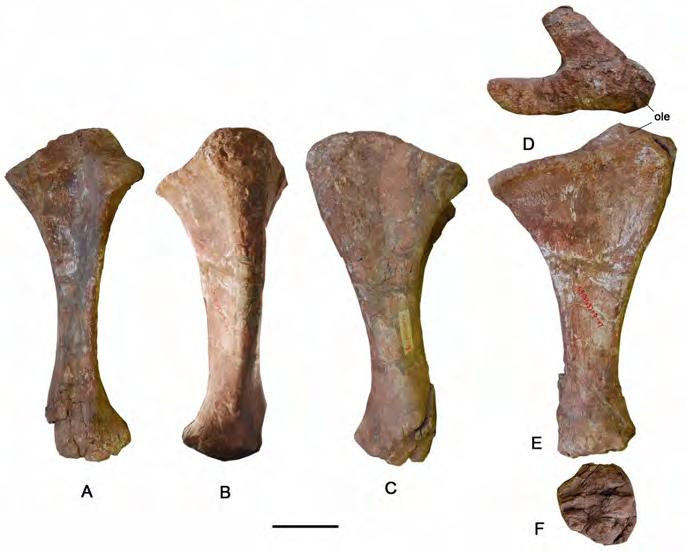 Figure 14. Right ulna of the holotype specimen of Yongjinglong datangi (GSGM ZH(08)-04). Elements in cranial (A), caudal (B), lateral (C), proximal (D), medial (E), and distal (F) views.