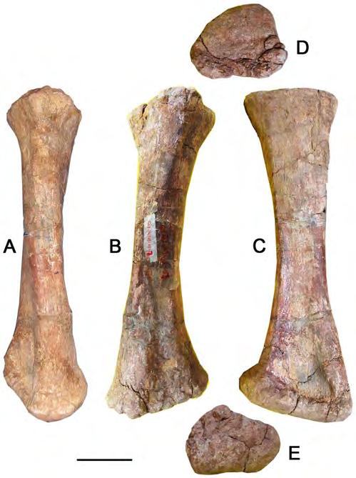 Figure 15. Right radius of the holotype specimen of Yongjinglong datangi (GSGM ZH(08)-04). Elements in cranial (A), caudal (B), lateral (C), proximal (D), and distal (E) views.