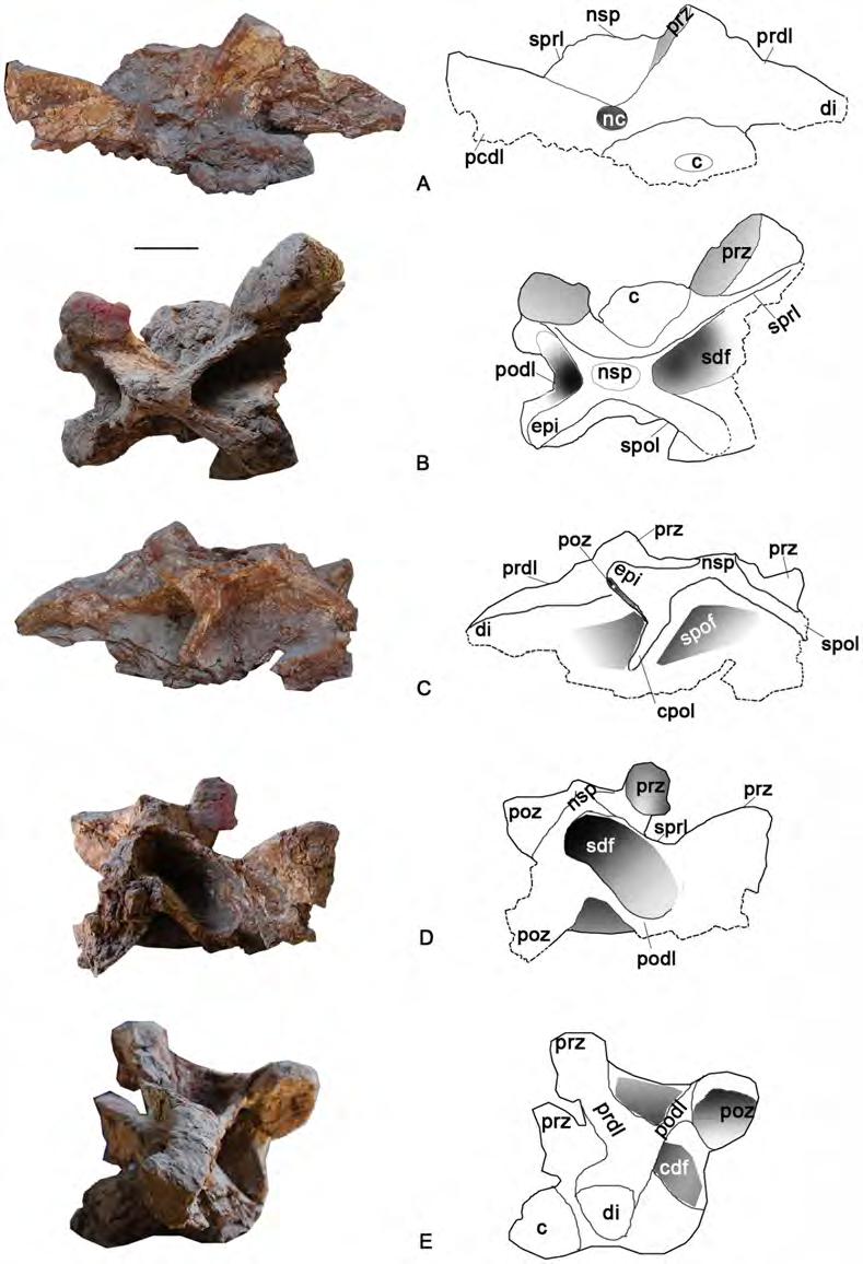 Figure 4. The relatively complete first dorsal vertebra of the holotype specimen of Yongjinglong datangi (GSGM ZH(08)-04).