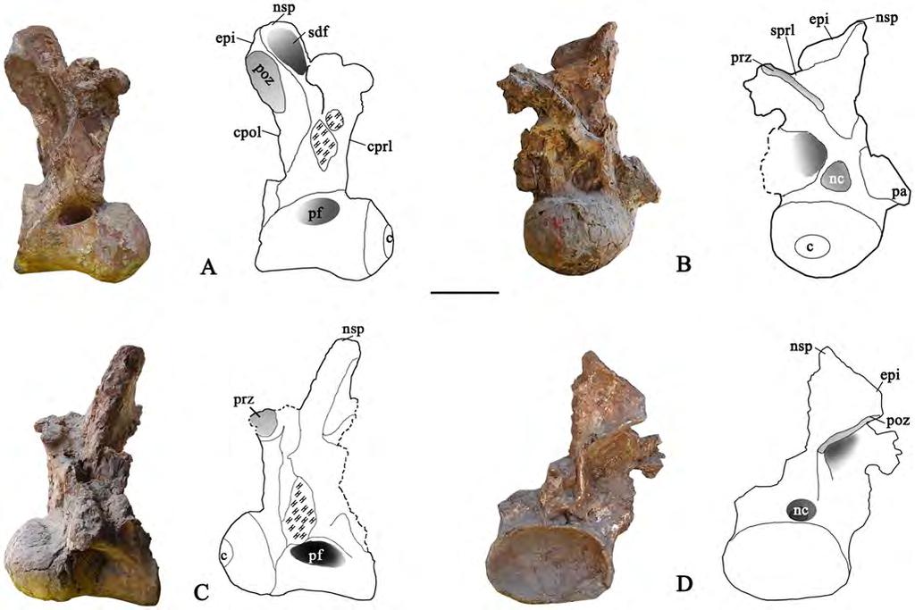 Figure 6. Cranial dorsal vertebra DvB of the holotype specimen of Yongjinglong datangi (GSGM ZH(08)-04).