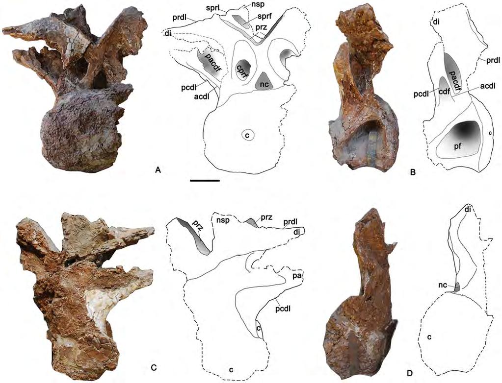 Figure 7. Cranial dorsal vertebra DvC of the holotype specimen of Yongjinglong datangi (GSGM ZH(08)-04).