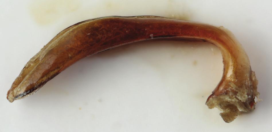 14 Fig. 6. Typhloscaris szeli sp. nov. Habitus (HT). Actual length 9.9 mm. Fig. 14. Typhloscaris szeli sp. nov. Aedeagus (HT) in left lateral view. Actual length 2.25 mm.