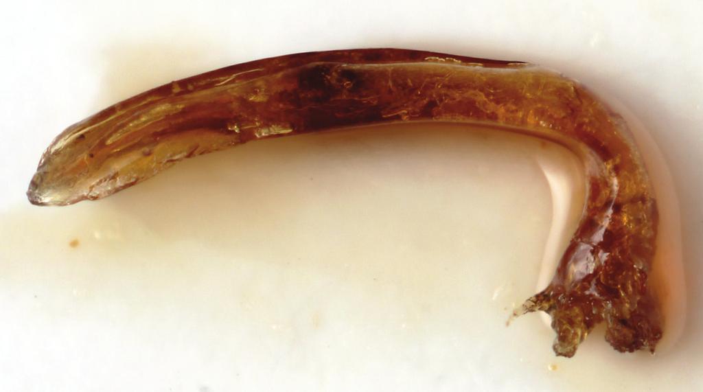 mandibles with 2-(3) very small and blunt complementary teeth, its surface with 2-3 distinct longitudinal keels.