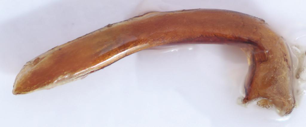 Typhloscaris gracilis Bänninger, 1929 (Fig. 10) Thyphloscaris gracilis Bänninger, 1929: 85, 119. Thyphloscaris gracilis: Bänninger 1939: 146, Usambara. Type material examined.