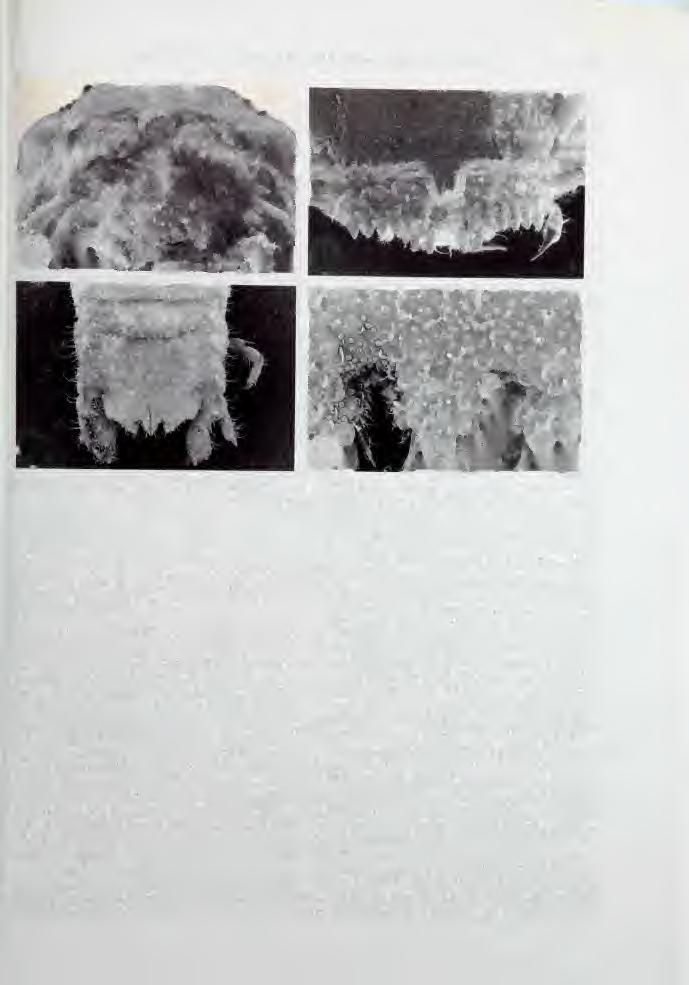 A NEW GENUS OF MARINE ISOPOD (SPHAEROMATIDAE) 175 Figure 1 6. Oxinasphaera lobivia sp. nov. SEMs. tf 3.5 mm (QM W20037). A, cephalon, anterior view(x 100); B.