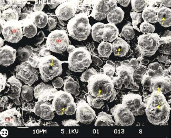 Scale bar =40 µm Figure 3 : Outer Surface (OS) of eggshell showing calcareous