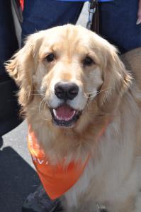 The Study is following 3,000 Goldens for their lifetime in an effort to better understand cancer and other illnesses in all dogs, not just Goldens. I enrolled Jack and he became hero dog number 2995.