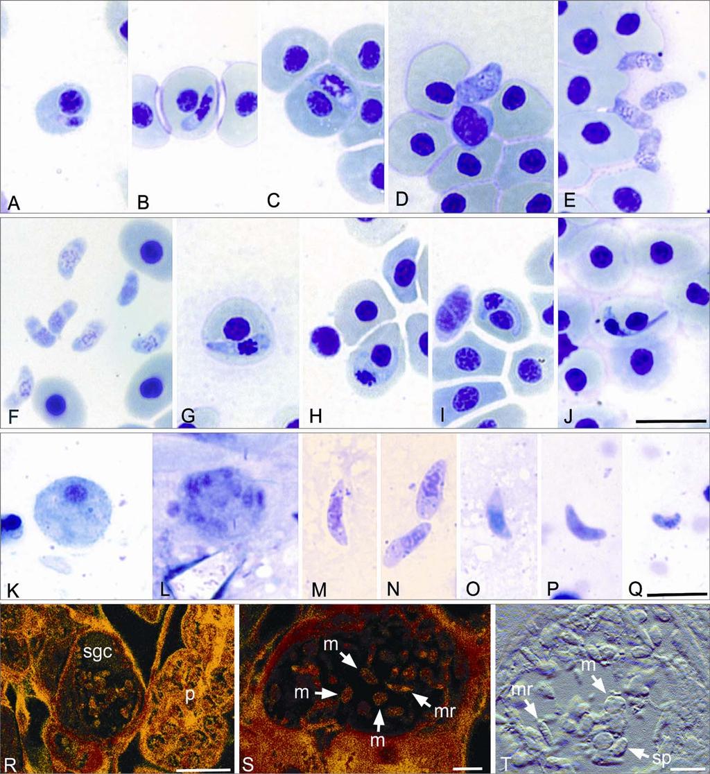 Hayes et al.: Fish haematozoa from South Africa Fig. 1. Developmental stages of Haemogregarina curvata in Giemsa-stained fish blood films (A J) and Zeylanicobdella arugamensis squashes (K Q).