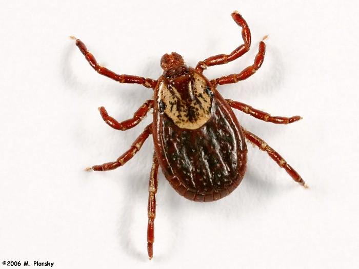 From the Nurse: Now that spring has sprung I have been pulling ticks off students right and left. We all want our children to be able to play outside without the fear of a tick bite.