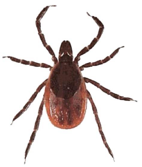 Using a bug repellent is very important when playing or walking in these areas. Dog/Wood Tick Deer Tick If you find a tick attached to your skin, there's no need to panic.