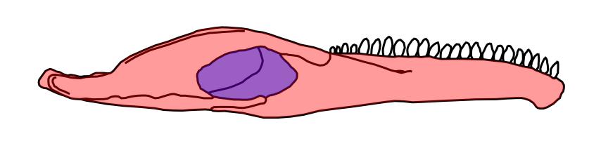 293 294 295 296 297 298 299 300 301 The external mandibular fenestra is present in most archosaurs, where it increases the attachment area and accommodates the lateral bulging of the m.