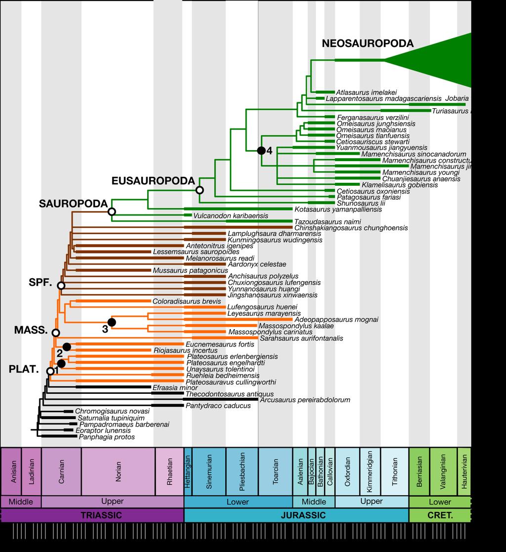 561 562 563 564 565 566 567 Figure S19: Informal supertree of the Sauropodomorpha, as used in this study, based primarily on Benson et al. (2014). Neosauropod interrelationships are given in figure 5.
