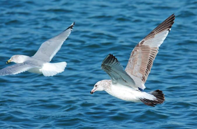 Back cover Featured Photos by Amar Ayyash of Orland Park, Illinois: American Herring Gull (Larus