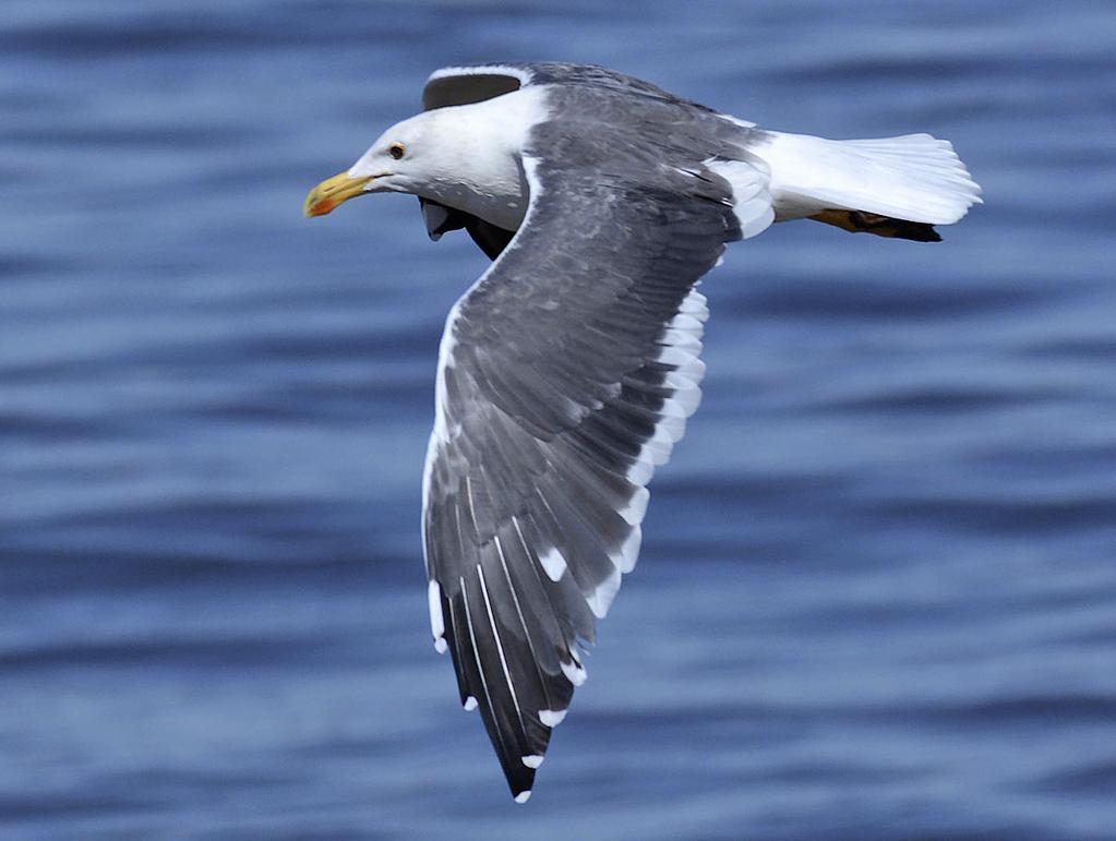 REPLACEMENT OF PRIMARIES DURING PREALTERNATE MOLT IN THE YELLOW-FOOTED AND LESSER BLACK-BACKED GULLS While studying gulls at the Salton Sea, California, from 28 to 30 September 2017, Ayyash noted at