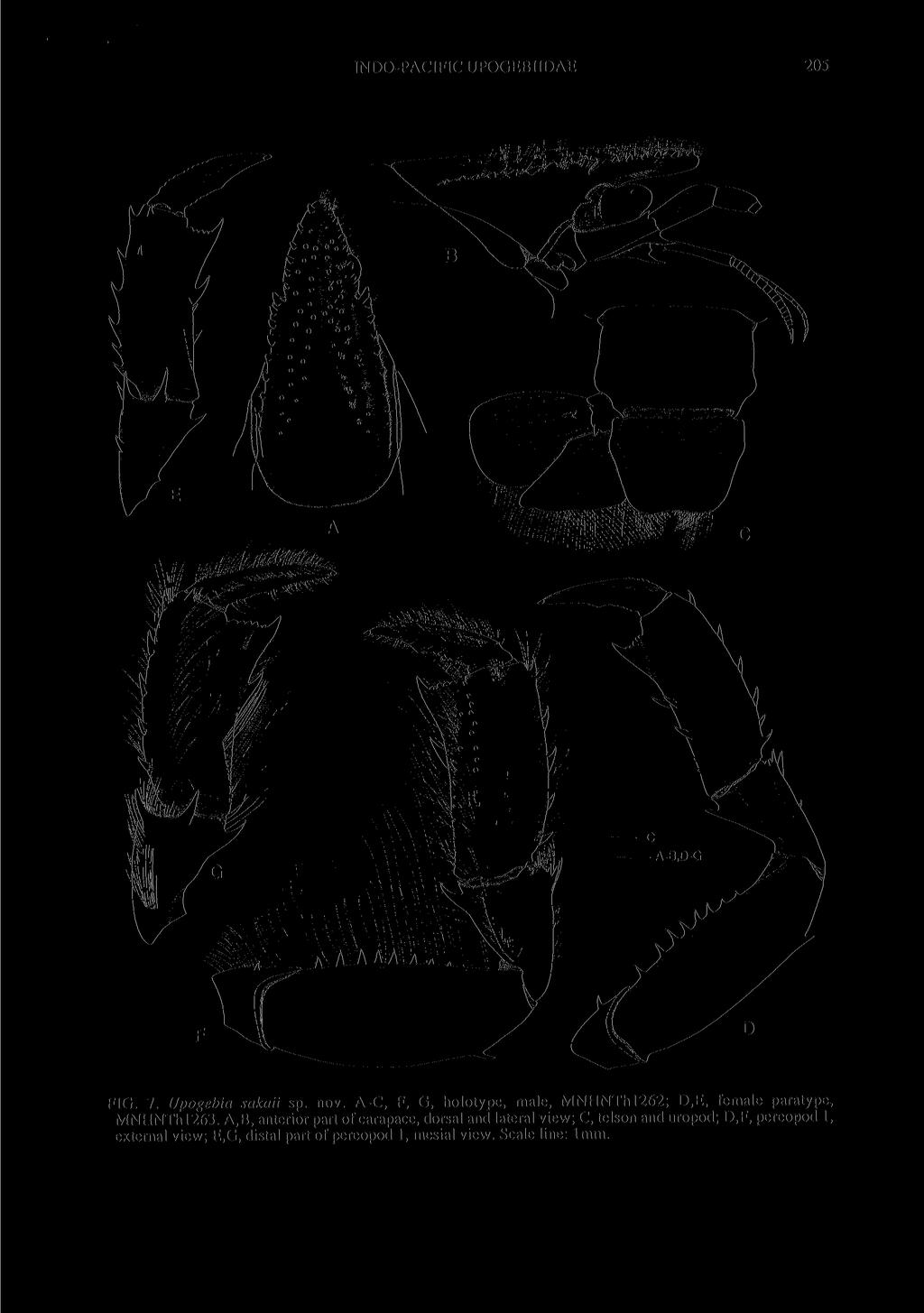 INDO-PACIFIC UPOGEBIIDAE 205 FIG. 7. Upogebia sakaii sp. nov. A-C, F, G, holotype, male, MNHNThl262; D,E, female paratype, MNHNThl263.