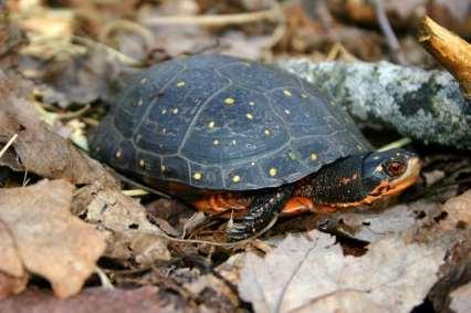 SPOTTED TURTLE: The spotted turtle is a small species that rarely exceeds 5 inches in length. It prefers shallow water bodies like vernal pools. It basks on logs, stumps, and grass mats.
