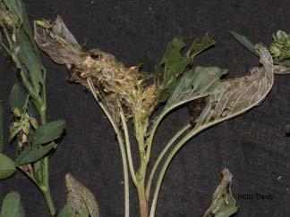Garden webworms are also infesting soybeans but fields with well-established canopies seem to