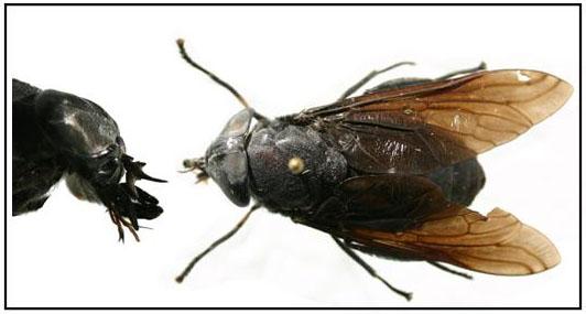 Laceraters: Some flies possess blade/bayonet-like stylets. Examples include blackflies/buffalo gnats, stable flies, deer flies and horse flies (Figure 2).