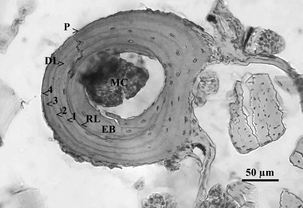 Life-history traits of Darevskia derjugini 151 fig. 1: Cross section (15μm) of a toe bone of a four-year-old female (48.