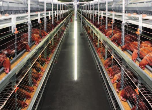 NATURA60 with inspection aisle free of hens longitudinal egg belt longitudinal egg belt nest nest nest nest litter aisle inspection aisle litter aisle.5-5.