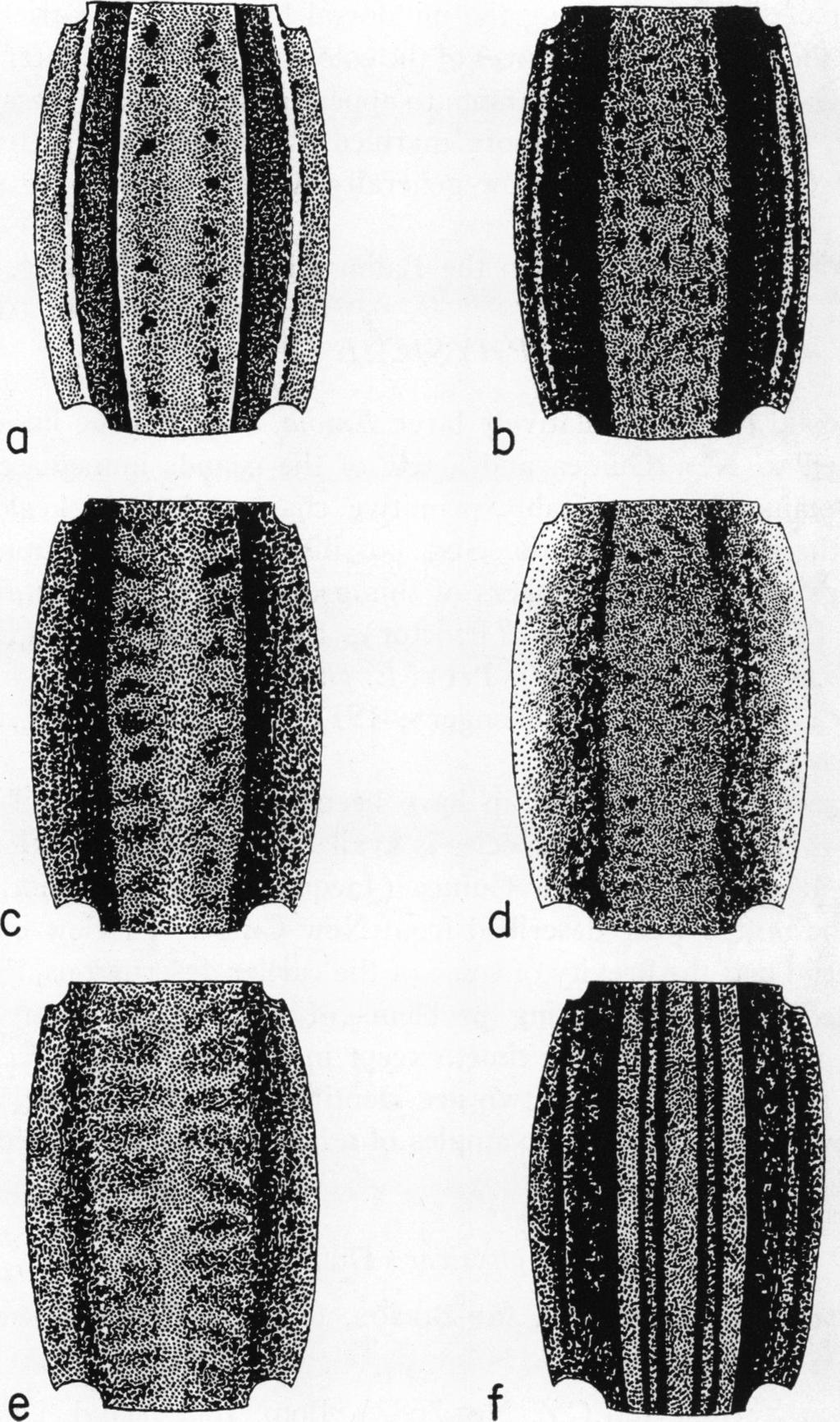 1953 BROWN: NEW GUINEA LIZARDS 19 c dt FIG. 6. Color pattern of the dorsal and lateral surfaces of the body. A. Emoia pallidiceps. B. E. loveridgei. C. E. submetallica submetallica. D. E. s. obscura.