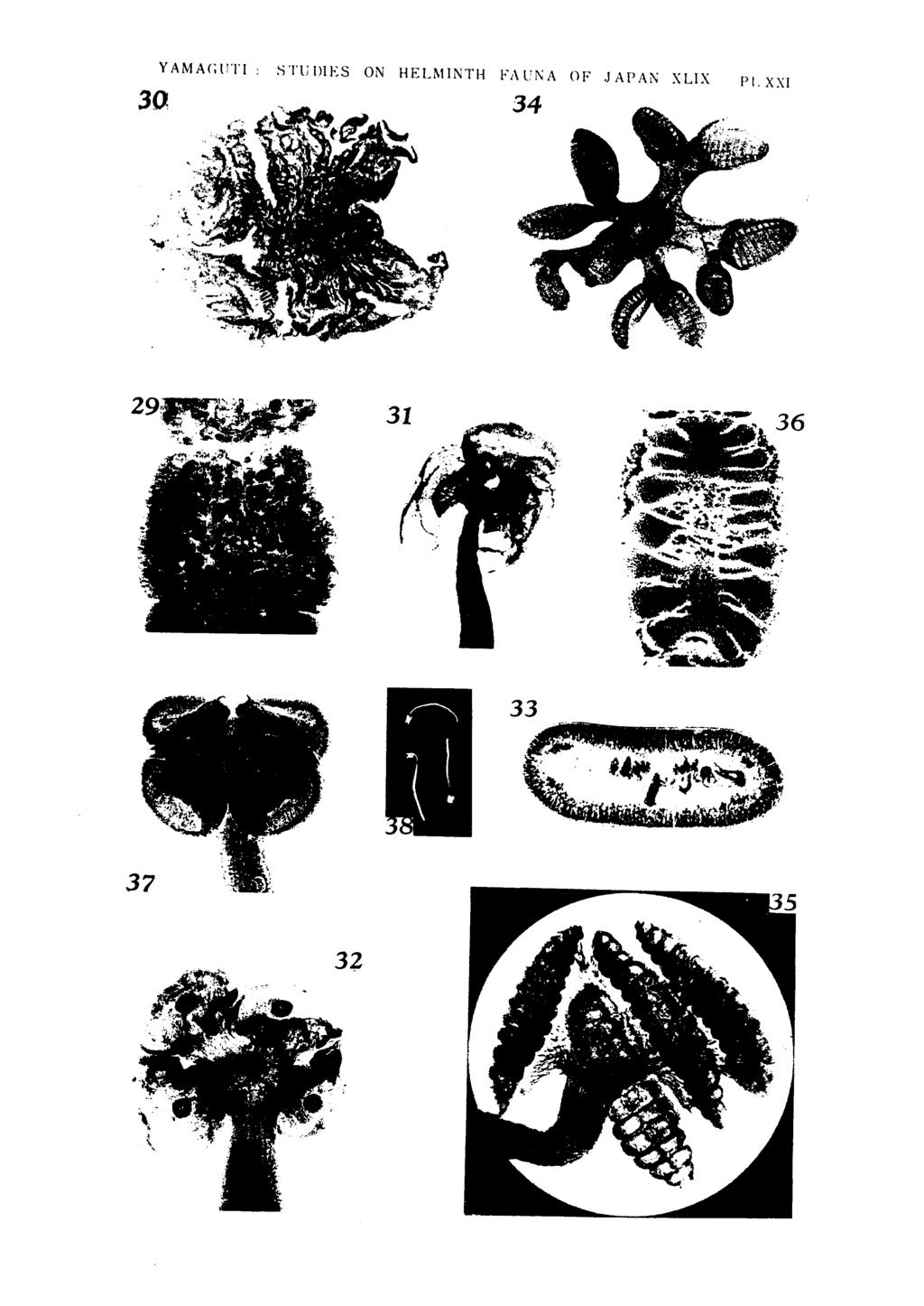 Yamaguti: Studies on the Helminth Fauna of Japan. Part 49. Cestodes of STUIllES ON HELMINTH FAUi'<A OF JAPAN XLIX PI. XXI 29r.