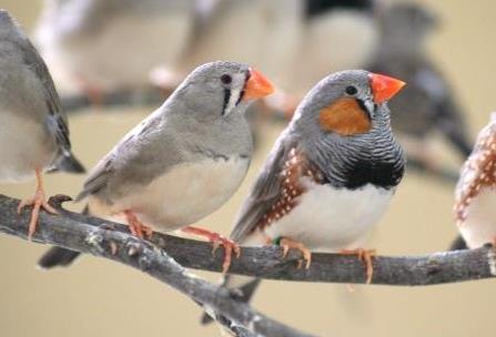 Chasing is the most intense form of aggression that is shown by zebra finch males and females and can be easily quantified, too.