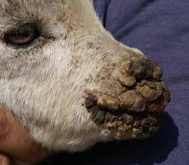 Orf virus, management and vaccination only Wart-like sores on the animal s lips and nose and around the mouth of especially young lambs and kids and on the teats of their mothers.