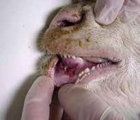 Foot-and-mouth disease Lesions (sores) in the mouth and on the feet, salivation and lameness. Vaccination is only permitted by government under certain circumstances.