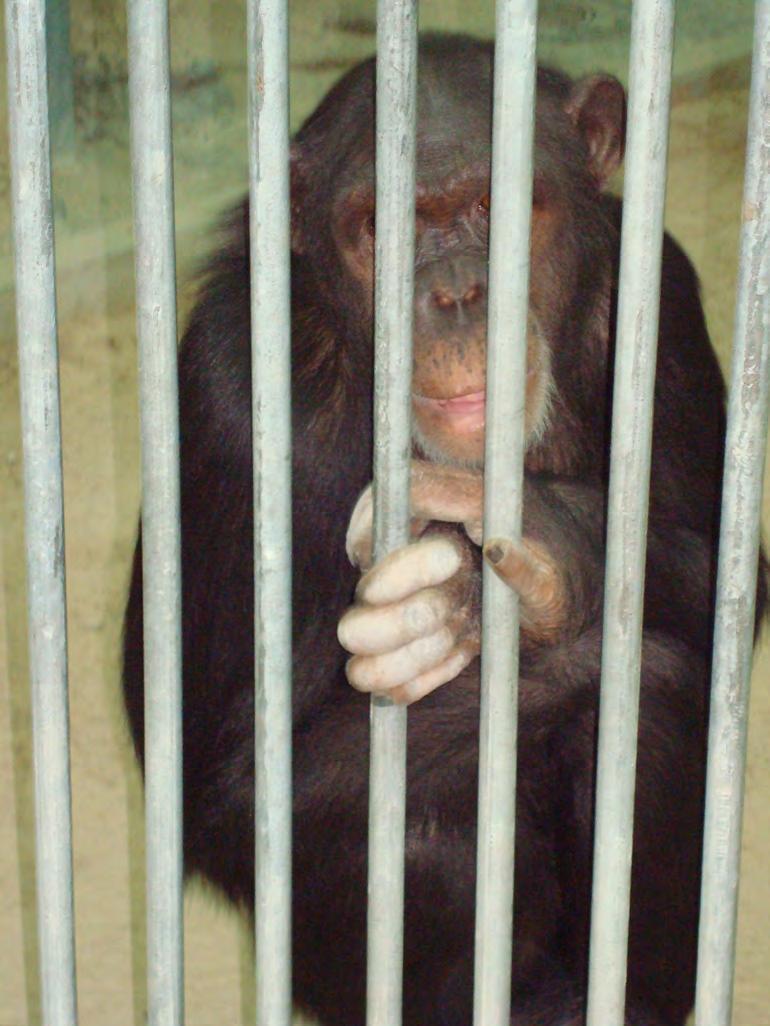 Rita Chimp Possibly different subspecies from the pair of chimpanzees in the zoo 10+ years old