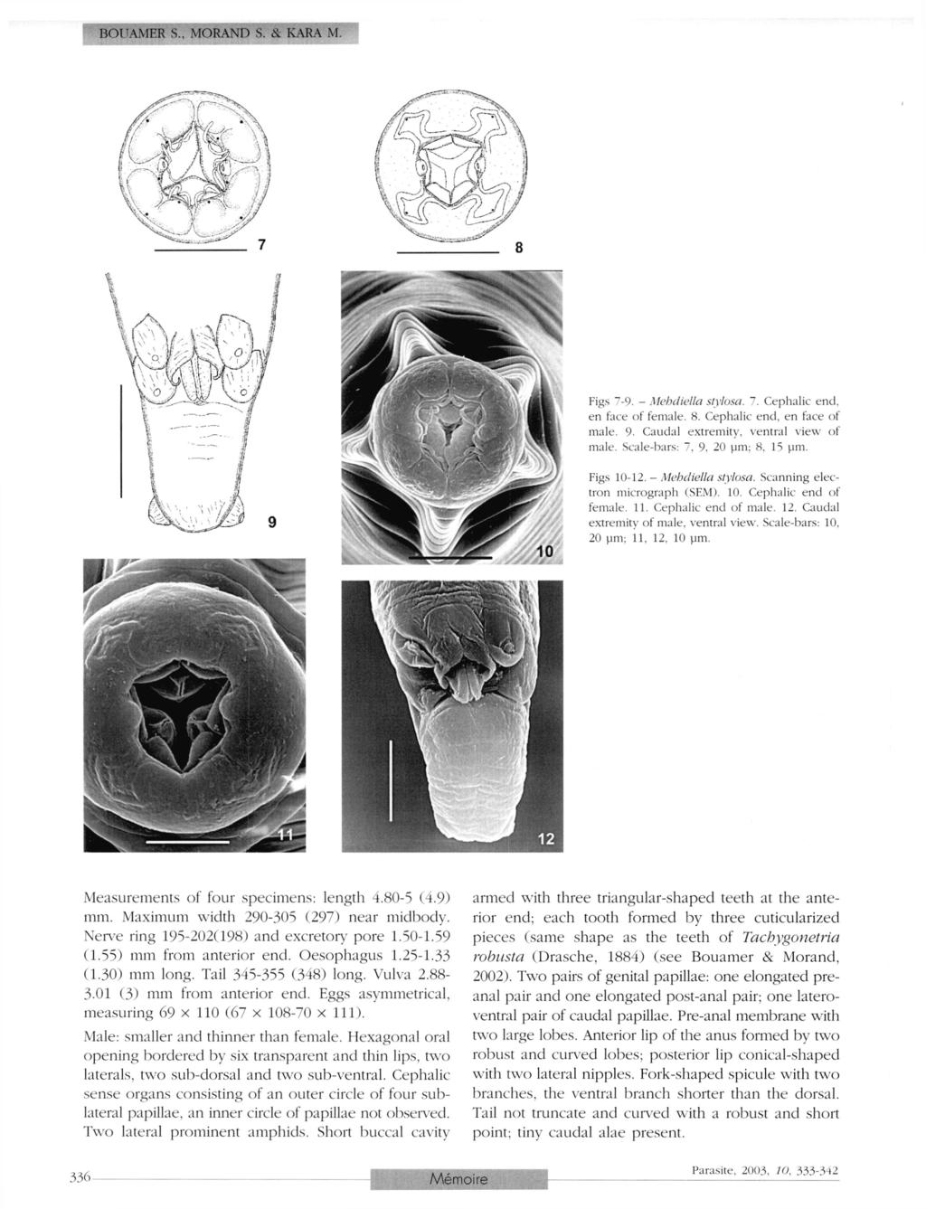 BOUAMER S., MORAND S. & KARA M. Figs 7-9. - Mehdiella stylosa. 7. Cephalic end. en face of female. 8. Cephalic end. en face of male. 9. Caudal extremity, ventral view of male. Scale-bars: 7. 9. 20 µm: 8.