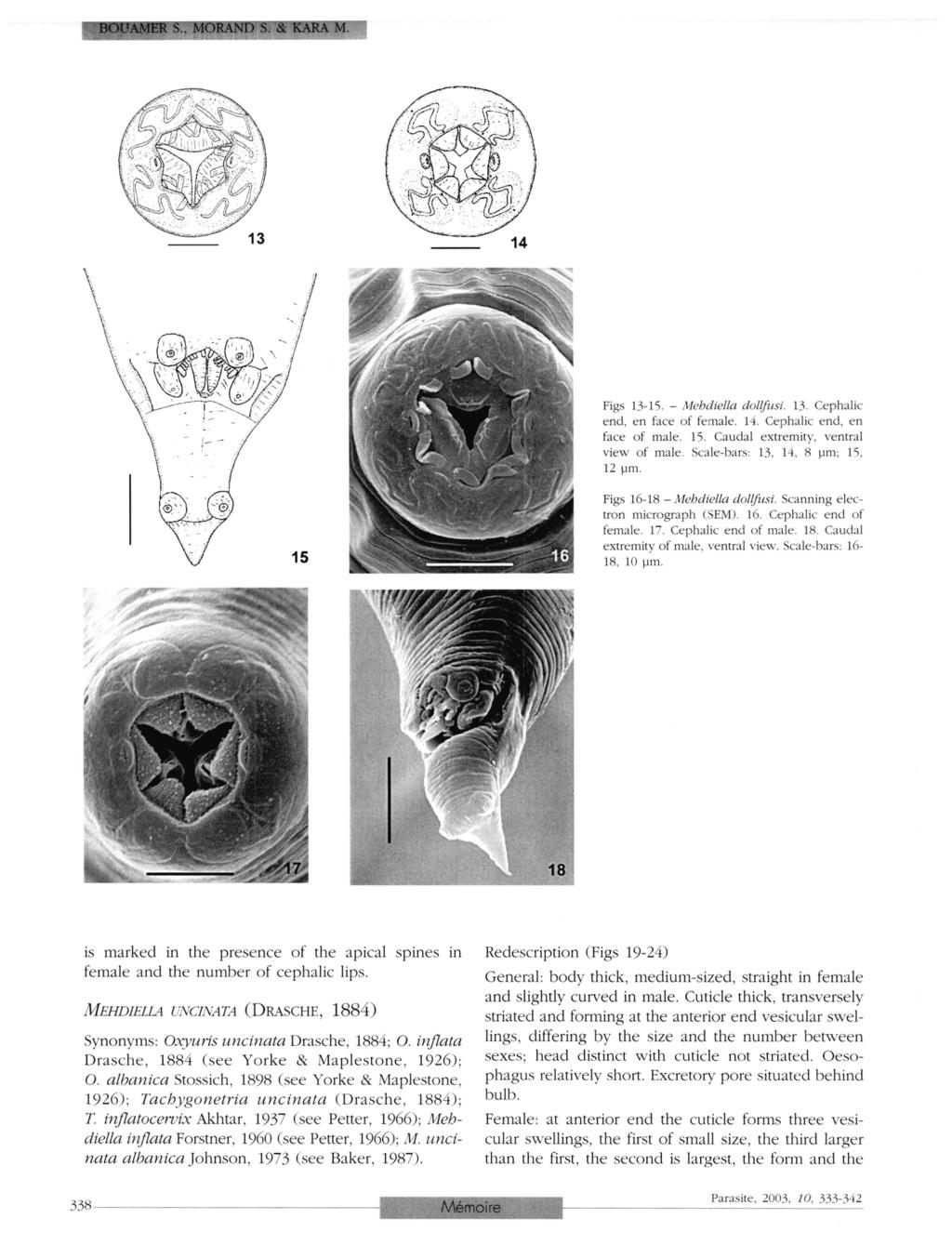 BOUAMER S., MORAND S. & KARA M. Figs 13-15. - Mehdiella dollfusi. 13. Cephalic end, en face of female. 14. Cephalic end, en face of male. 13. Caudal extremity, ventral view of male. Scale-bars: 13.