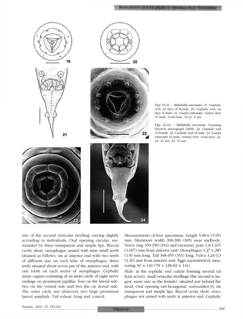 REDESCRIPTION OF FOUR SPECIES OF MEHDIELLA FROM TESTUDINIDAE Figs 19-21. - Mehdiella uncinata. 19. Cephalic end, en face of female. 20. Cephalic end, en face of male. 21.