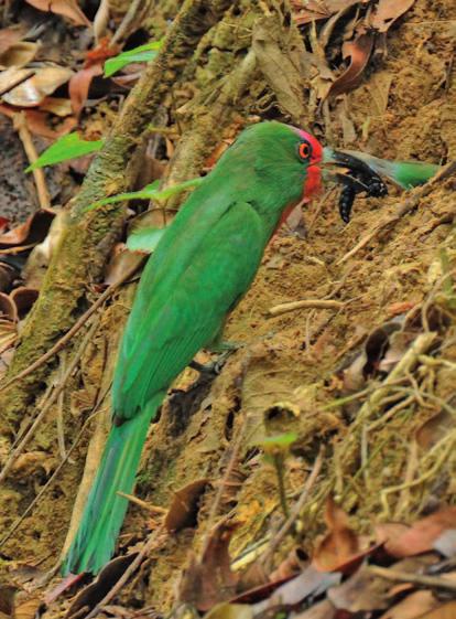Male Red-bearded Bee-eater approaching the nest with a Common Gliding Lizard